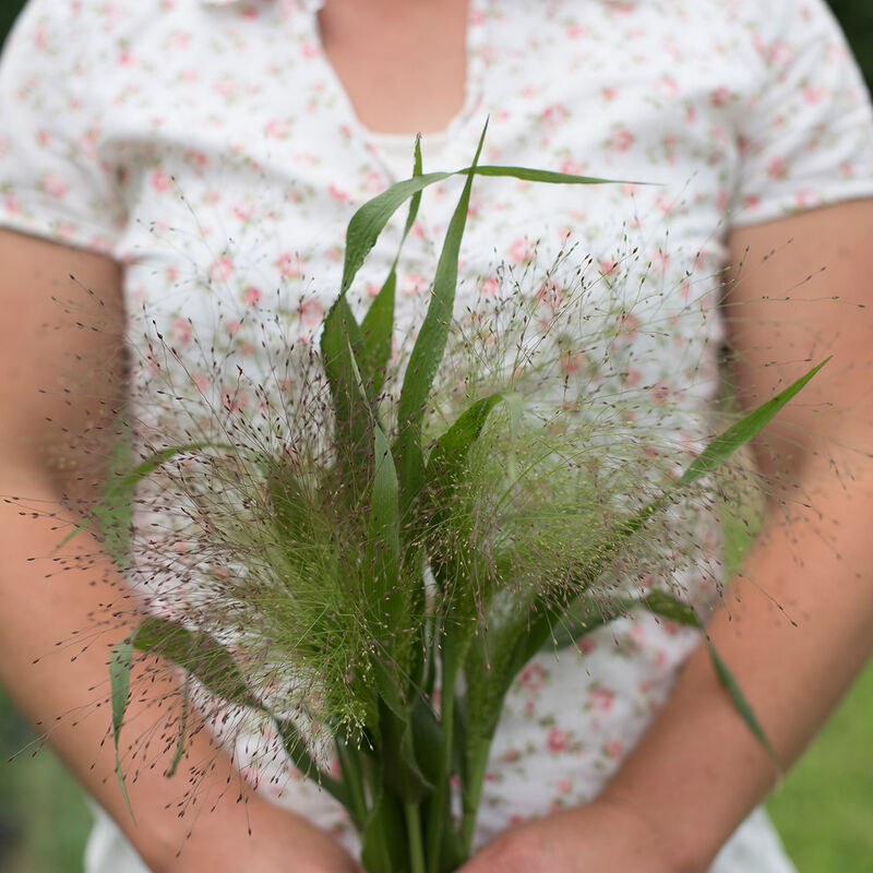 Grasses, Ornamental Frosted Explosion
