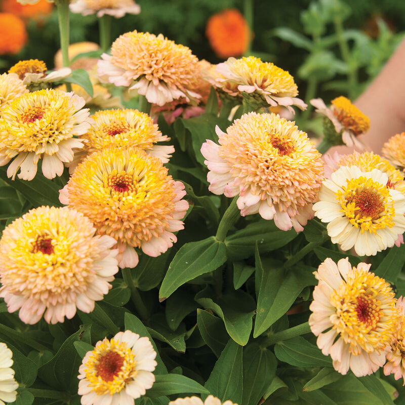 Zinnia, Zinderella Peach