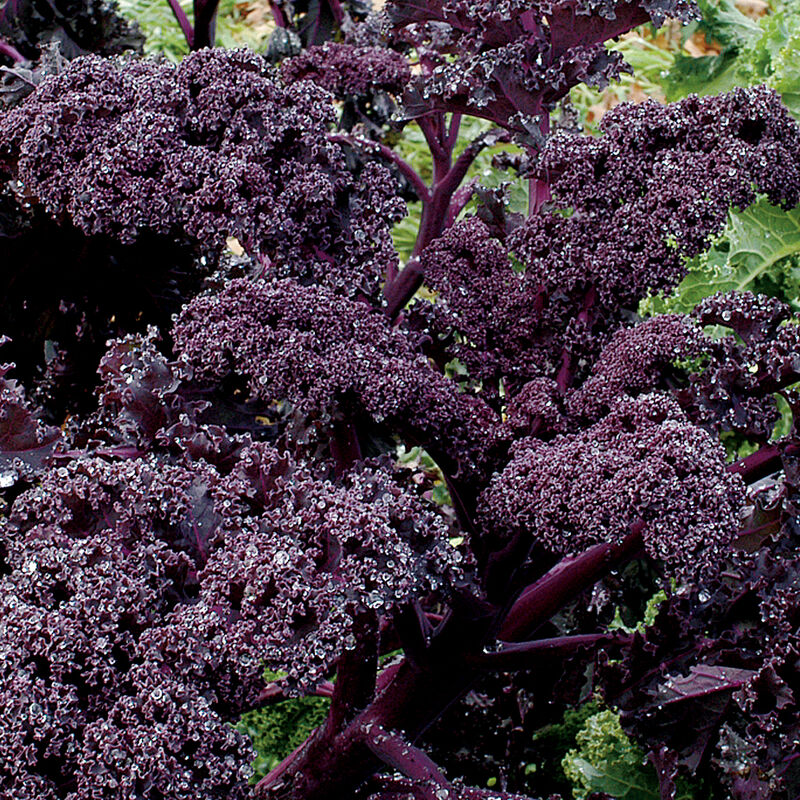 Kale, Redbor
