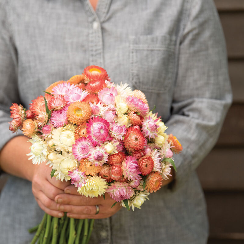Strawflower, Silvery Rose