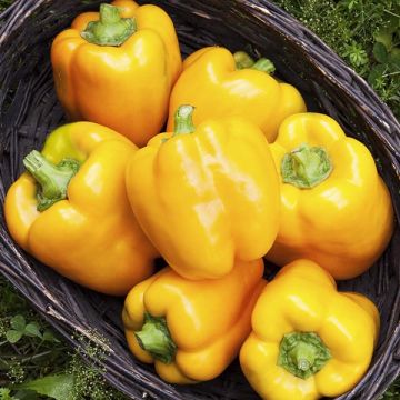 Pepper, Cubo Orange Bell Pepper