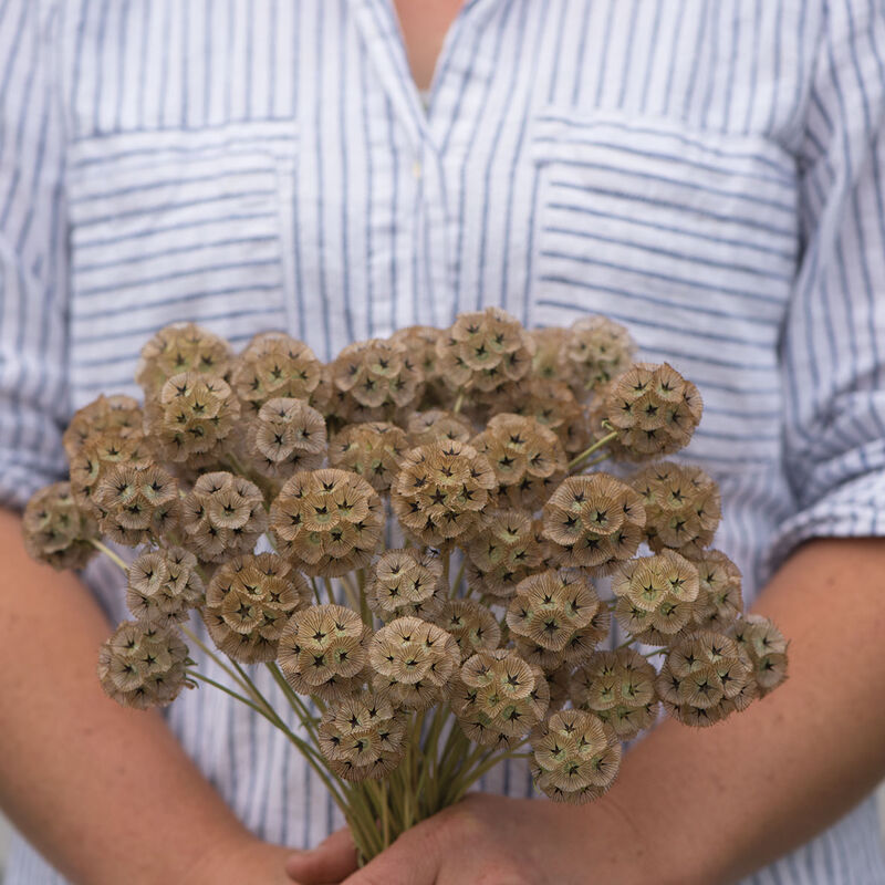Scabiosa, Starflower