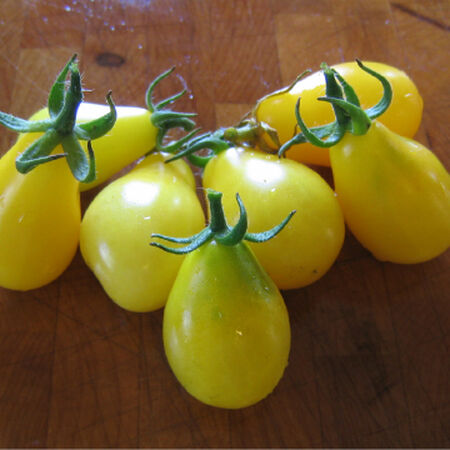 Tomato, Yellow Pear Cherry