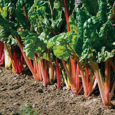 Swiss Chard, Rainbow Blend