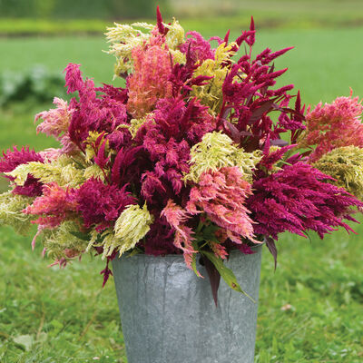 Celosia, Pampas Plume