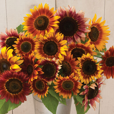 Sunflower, Summer Breeze Mix