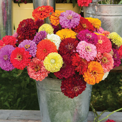 Zinnia, Benary's Giant Mix