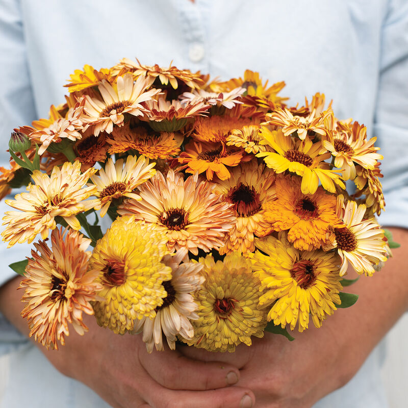 Calendula, Flashback Mix
