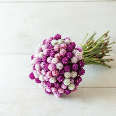Gomphrena, QIS Formula Mix