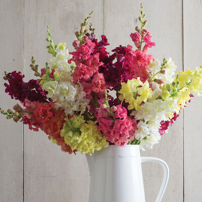 Snapdragon, Madame Butterfly Mix