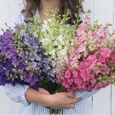 Larkspur, QIS Formula Mix