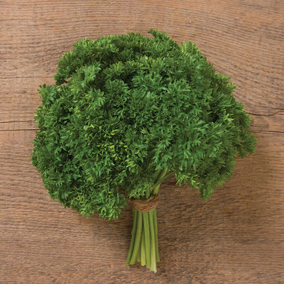 Parsley 'Hilmar'
