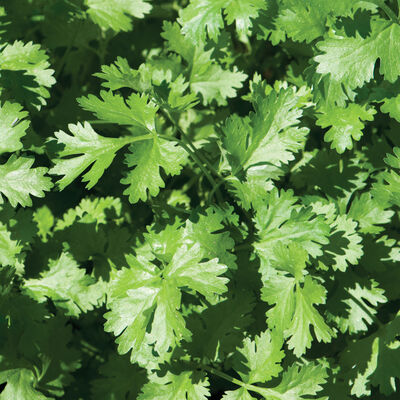 Cilantro 'santo'