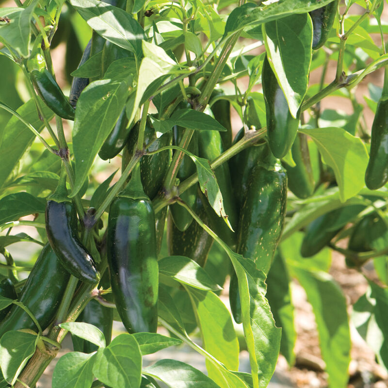Pepper, Early Jalapeno