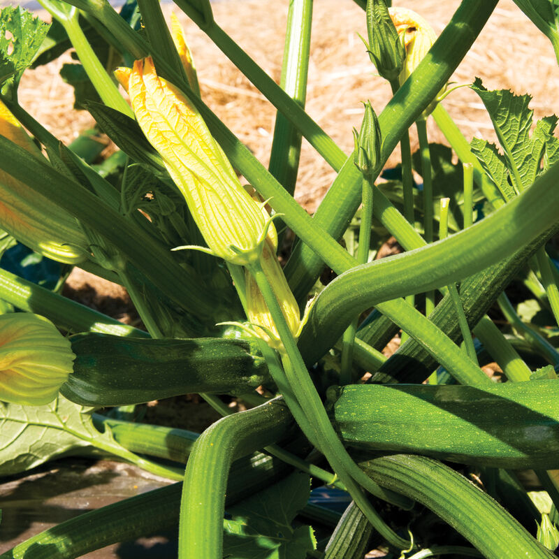 Squash, Zucchini Spineless Perfection