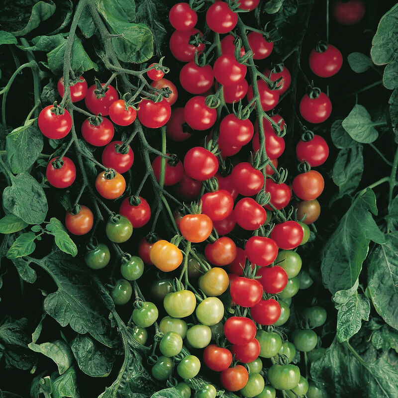 Tomato, Supersweet 100 Red Cherry