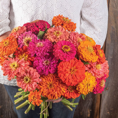 Zinnia, Jim Baggett's Choice Mix