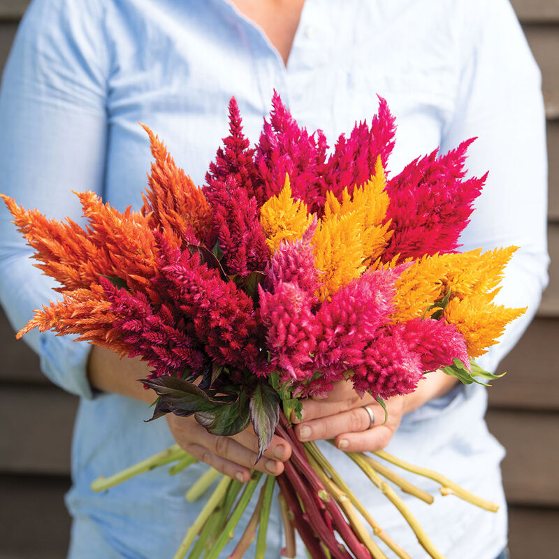 Celosia, Sunday Mix
