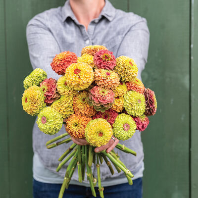 Zinnia, Queeny Formula Mix