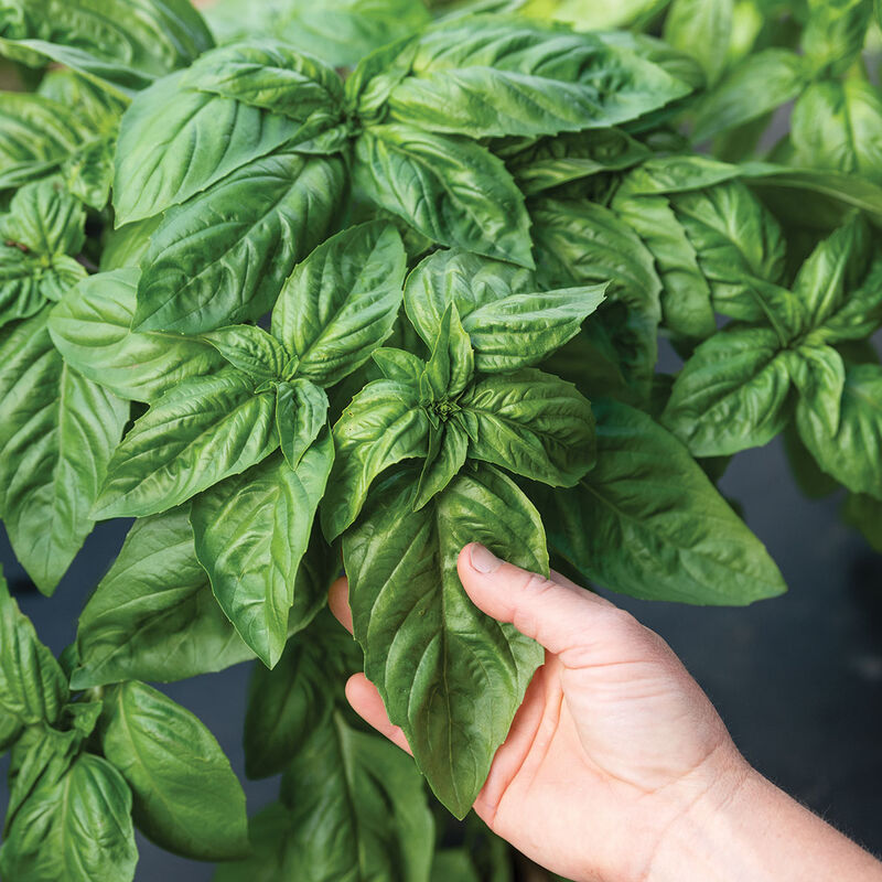 Basil 'Prospera Italian Large Leaf DMR'