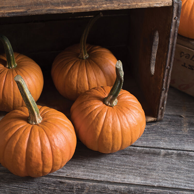 Pumpkin, Baby Bear