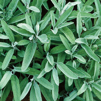 Sage 'Dwarf'