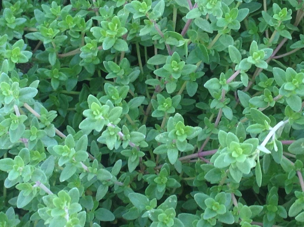 Culinary Herb Mix - 12" Pot