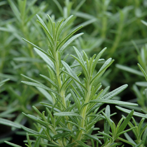 Rosemary 'Foxtail'