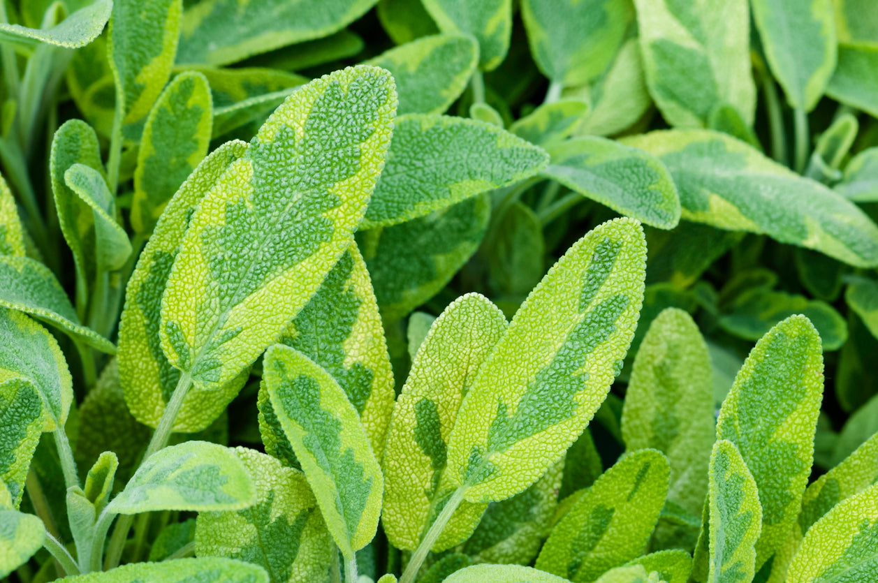 Sage 'Golden Variegated'