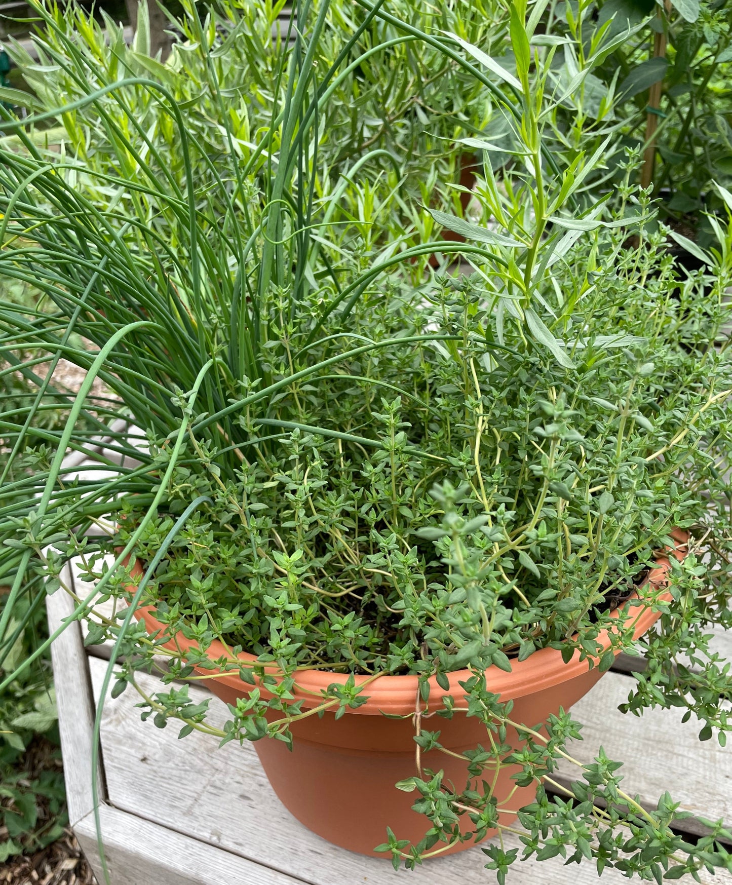 Culinary Herb Mix - 12" Pot