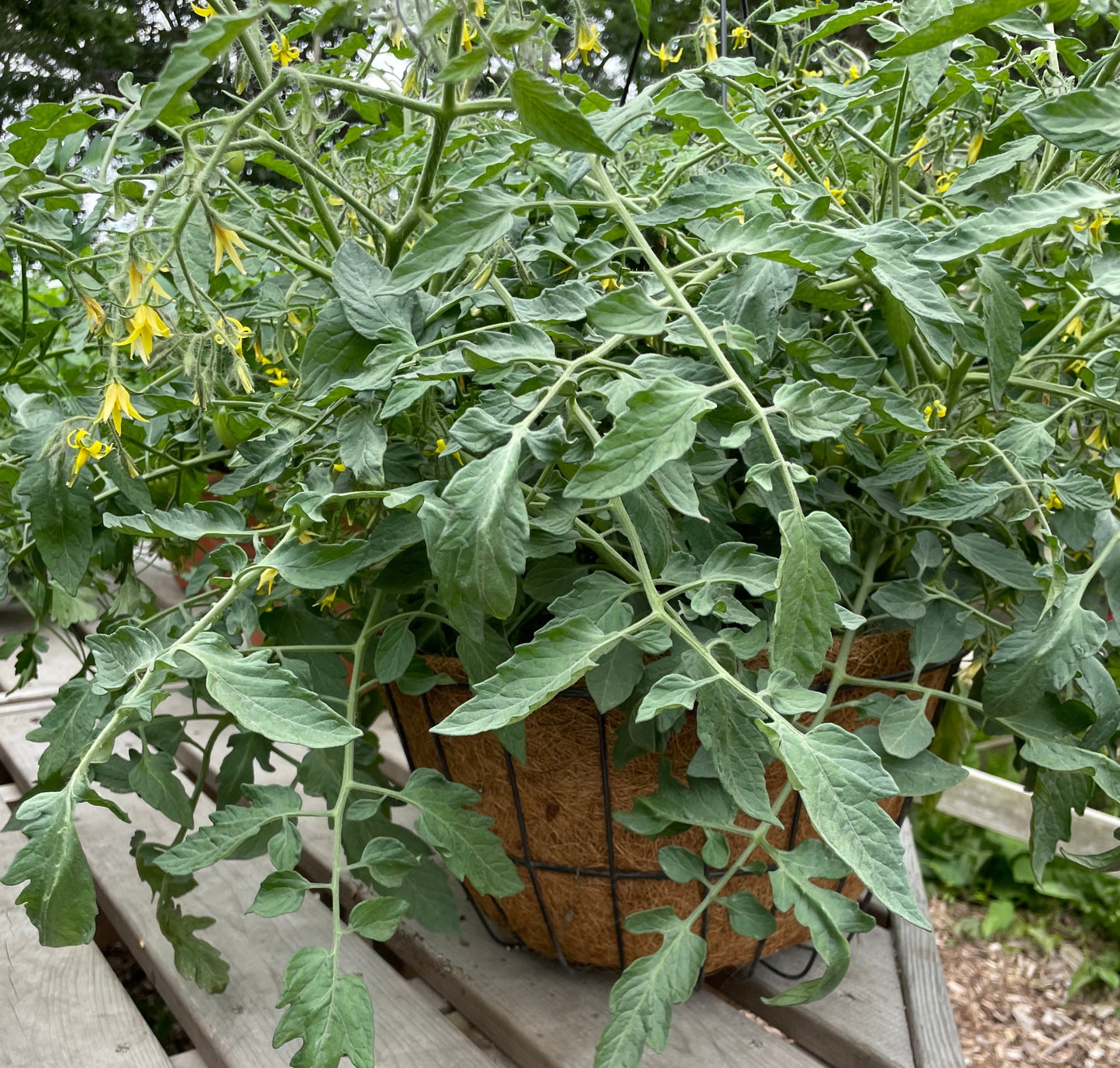 Tomato, 12" Hanging Basket, Washington Red Cherry