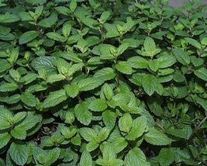 Mint 'Julep'