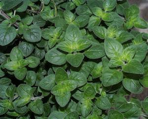 Oregano 'Italian'