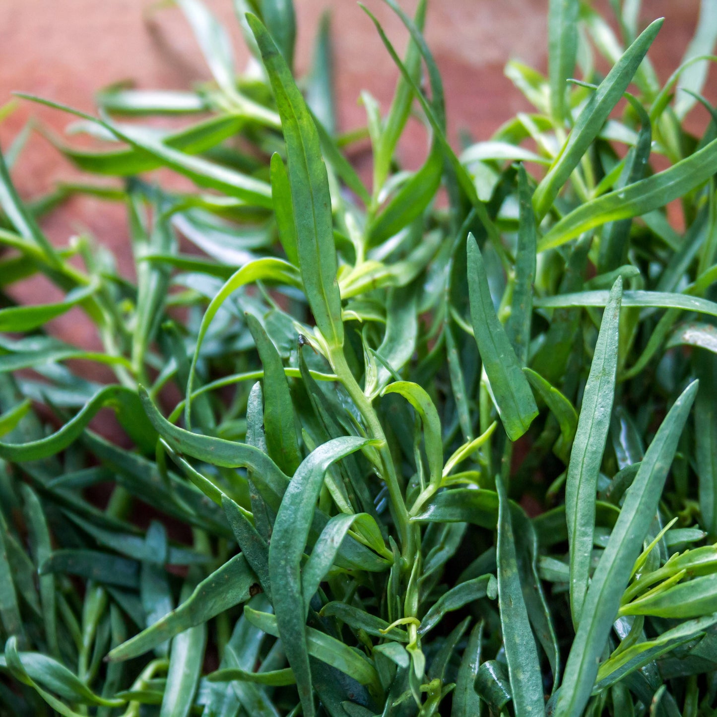 Culinary Herb Mix - 12" Pot