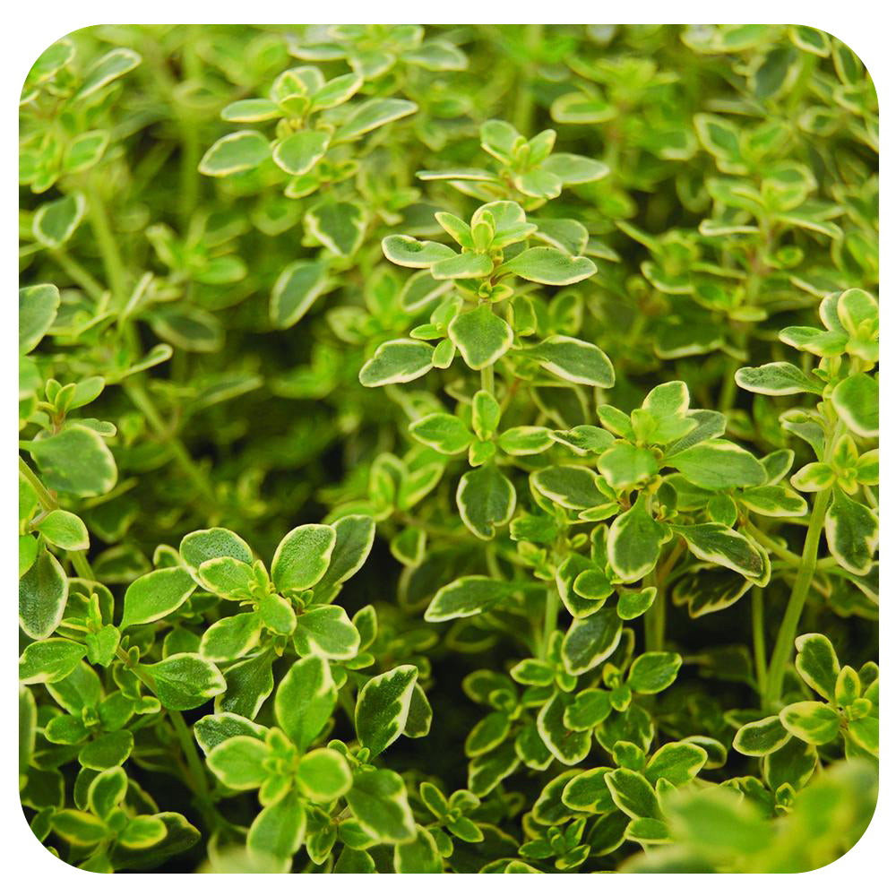 Thyme 'Golden Variegated'