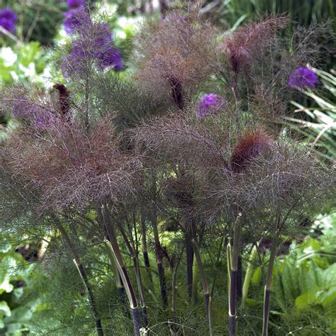 Fennel, Bronze