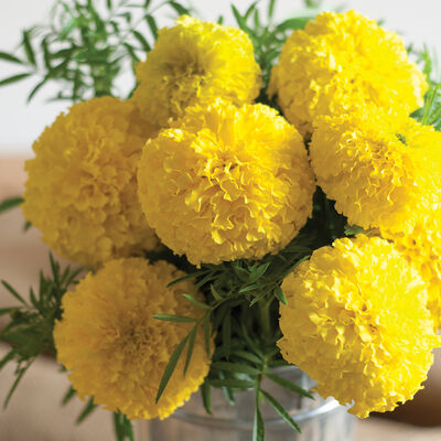 Marigold, Giant Yellow