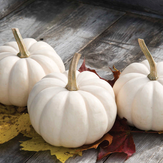 Pumpkin, Casperita