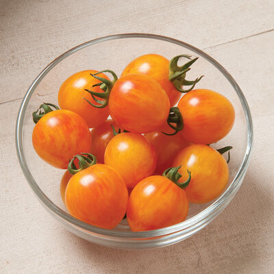 Tomato, Sunrise Bumble Cherry