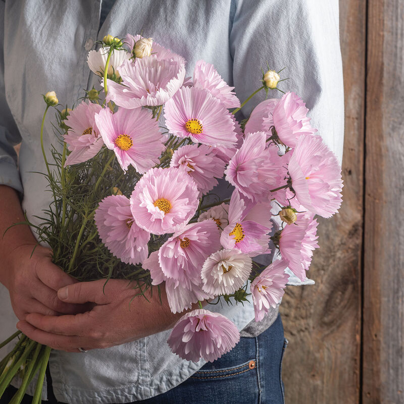 Cosmos, Cupcakes Blush