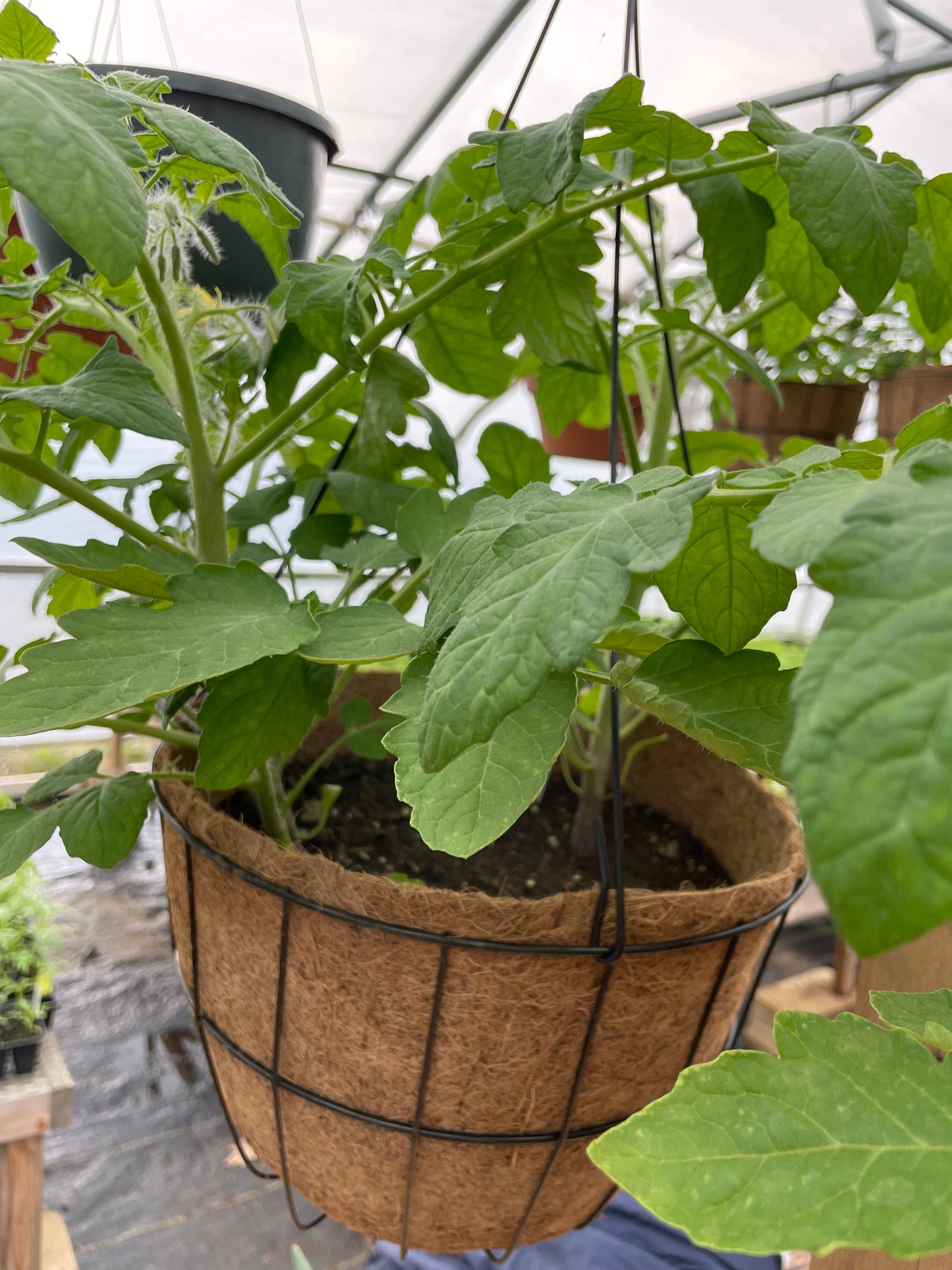 Tomato, 12" Hanging Basket, Washington Red Cherry