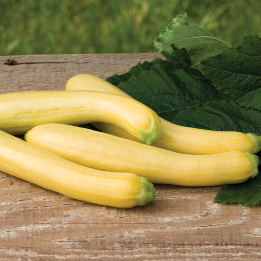 Squash, Yellow Squash- Slick Pik