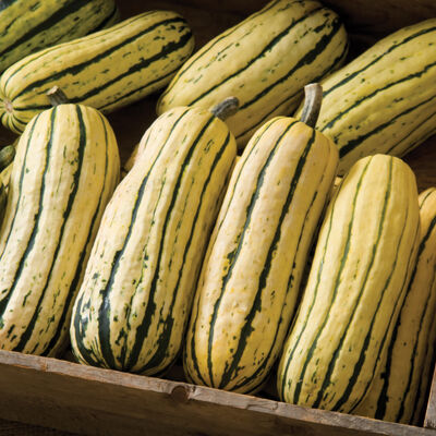 Squash, Winter - Delicata