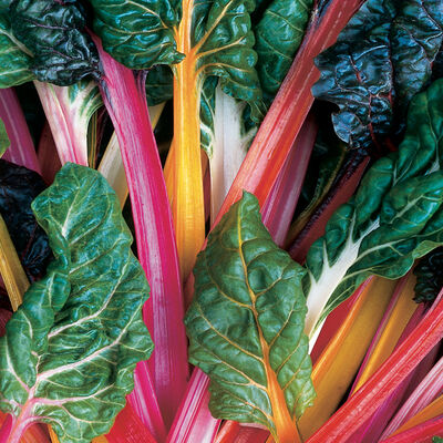 Swiss Chard, Rainbow Blend