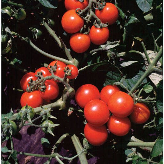 Tomato, 12" Hanging Basket, Washington Red Cherry