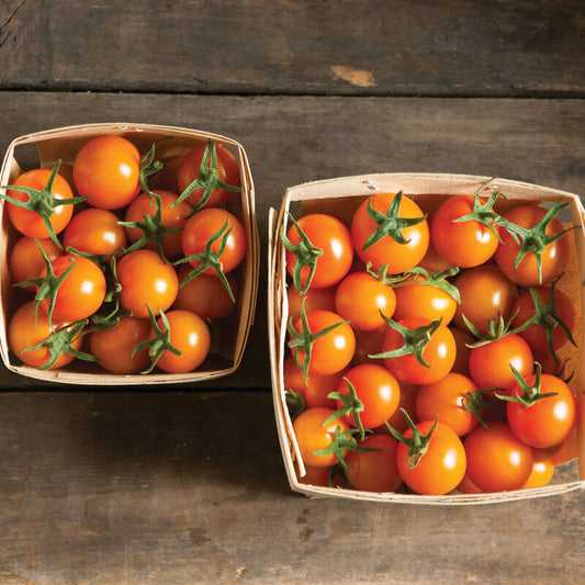 Tomato, Sun Gold Cherry