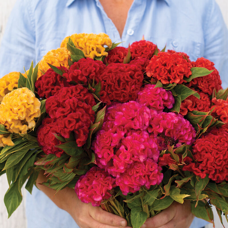 Celosia, Chief Mix