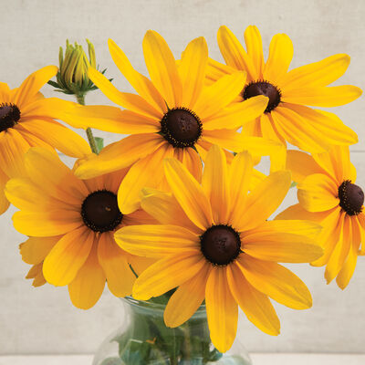 Rudbeckia, Indian Summer