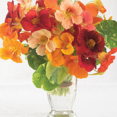 Nasturtium, Alaska Mix