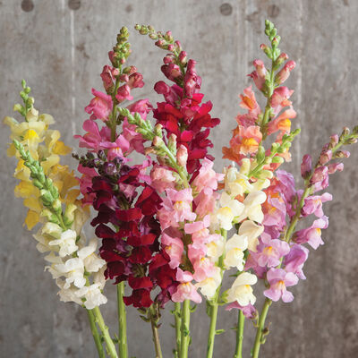 Snapdragon, Rocket Mix